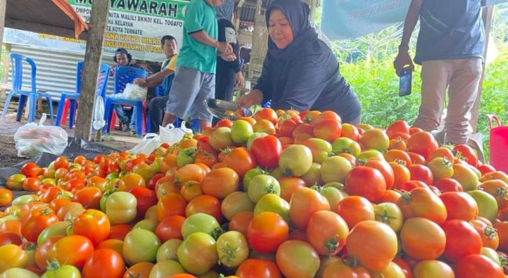 Petani Lokal Sumbang 80 Persen Pasokan Komoditi Tomat di Pasar Ternate