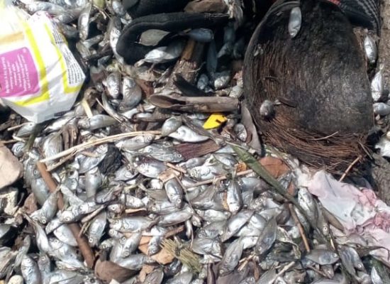 DLH Ungkap Penyebab Ribuan Ikan Mati di Pantai Sasa Ternate